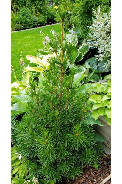 Сціадопітіс мутовчастий/Sciadopitys verticillata  в українському саду